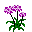 purple flowerz